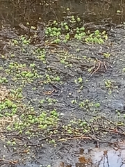 Myriophyllum aquaticum