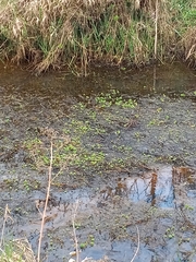 Myriophyllum aquaticum