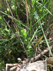 Lysimachia linum-stellatum