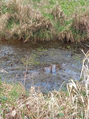 Myriophyllum aquaticum