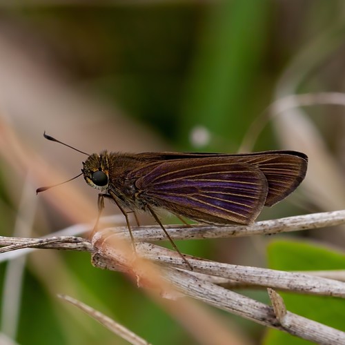 Ocola Skipper photo 5