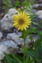Silphium integrifolium