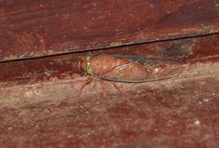Carineta rufescens
