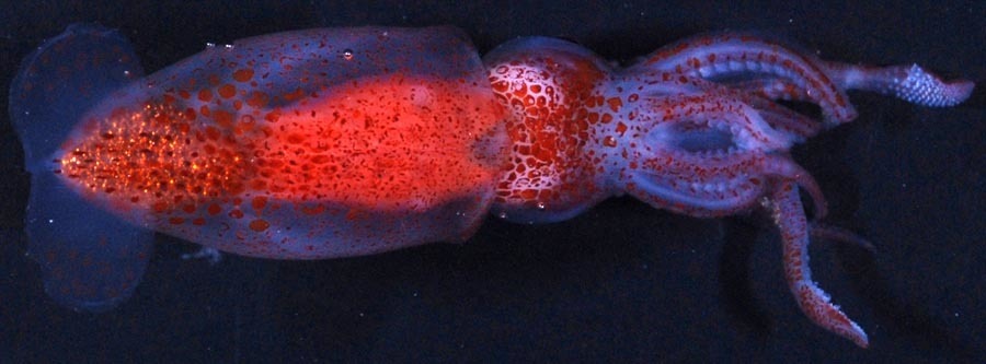glacial squid