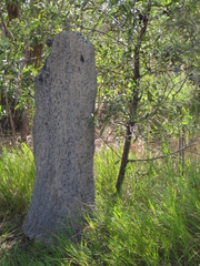 Amitermes meridionalis