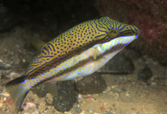 Canthigaster callisterna