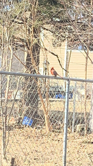 Cardinalis cardinalis