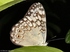 Hamadryas amphichloe