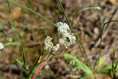 Gypsophila fastigiata