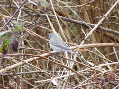 Setophaga coronata coronata × auduboni