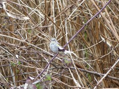 Setophaga coronata coronata × auduboni