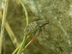 Sitona hispidulus