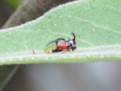 Cyphonia trifida