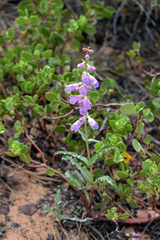 Penstemon laevis