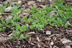 Phlox stolonifera