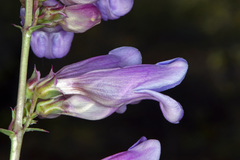 Penstemon laevis