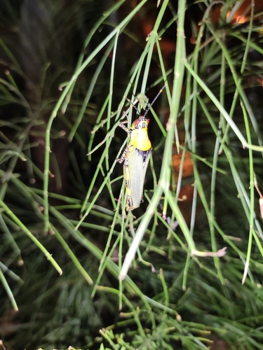 Variegated grasshopper