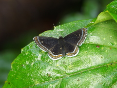 Detritivora cleonus