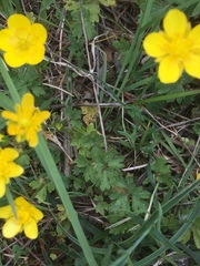 Ranunculus ollissiponensis
