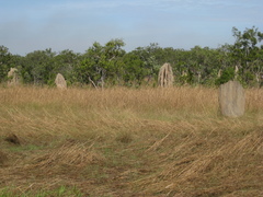 Amitermes meridionalis