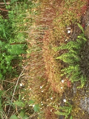 Saxifraga fragosoi