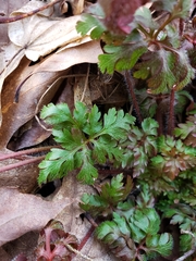 Geranium robertianum
