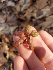 Geranium robertianum