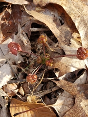 Geranium robertianum