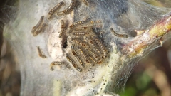 Euproctis chrysorrhoea