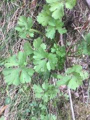 Ranunculus ollissiponensis
