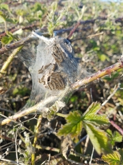 Euproctis chrysorrhoea