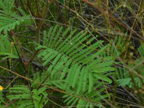 Acacia mearnsii