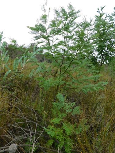 Acacia mearnsii