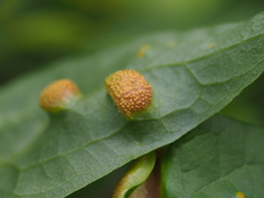 Puccinia alnetorum