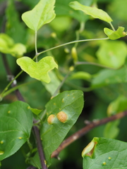 Puccinia alnetorum