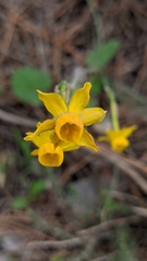 Narcissus