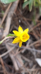 Narcissus
