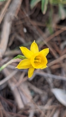 Narcissus