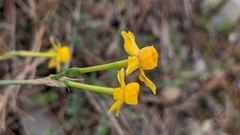 Narcissus