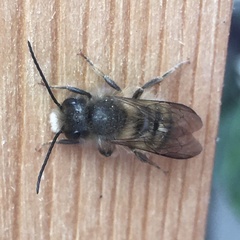Osmia cornifrons