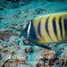 Sixband Angelfish - Photo (c) Kristin Anderson, some rights reserved (CC BY-NC), uploaded by Kristin Anderson