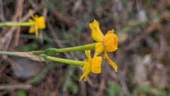 Narcissus
