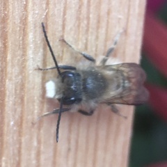 Osmia cornifrons