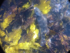 Olisthops cyanomelas