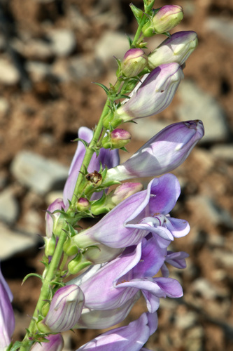 southwestern beardtongue (Penstemon laevis)