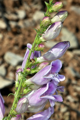 Penstemon laevis
