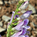 Southwestern Beardtongue - Photo (c) Robert Johnson, some rights reserved (CC BY-NC), uploaded by Robert Johnson