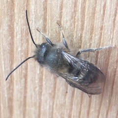 Osmia cornifrons