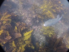 Arothron firmamentum