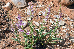 Penstemon laevis